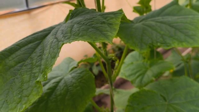 Как получить ранний урожай огурцов.🥒🥒🥒 смотреть онлайн