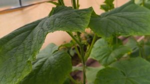 Как получить ранний урожай огурцов.🥒🥒🥒