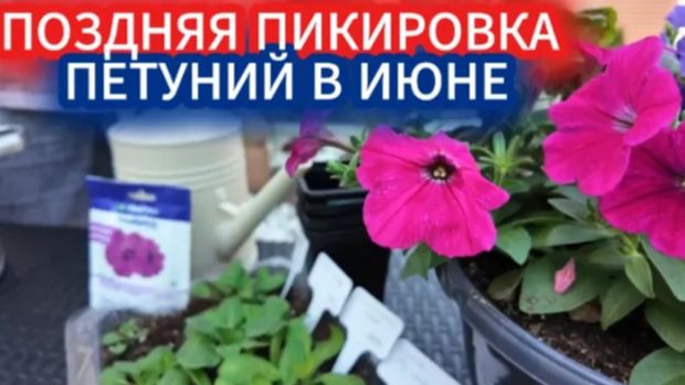 Поздняя пикировка петунии в июне