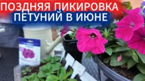 Поздняя пикировка петунии в июне