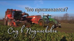 Что хорошо приживается в Подмосковье в саду и огороде