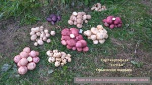 Невероятно вкусный сорт картофеля Орлак (Орменская лакомка)
