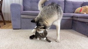 Этот храбрый котенок напал на гигантского хаски — вы не поверите!