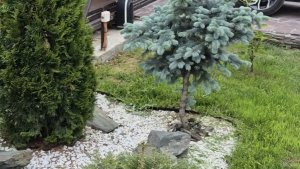 Гуляем в саду с вами.