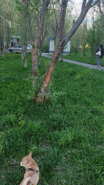 Оскар - первый день лета, супер собака.