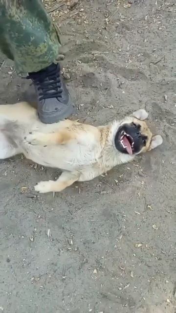 Собака улыбака смотреть онлайн
