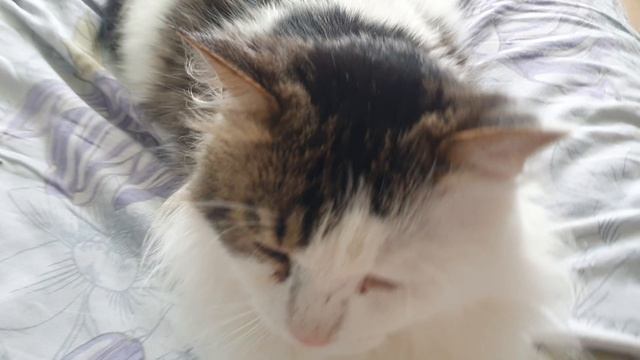 Кот Васька 5 лет смотреть онлайн
