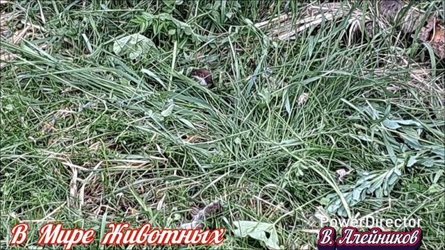 В Мире Животных