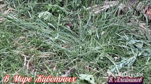 В Мире Животных