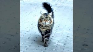 выкладывать ещё пока что это последний