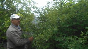 ДАЧА 30.05.26 Поспела жимолость.Сажаем дыни и арбузы
