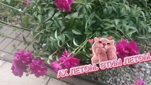 **НЕЛЬЗЯ ЛЮБИТЬ, ЕГО НЕЛЬЗЯ**А КТО НАМ ЗАПРЕТИТЬ СМОЖЕТ!!  КРАСИВО ЦВЕТУТ. ПИОНЫ. РОМАШКИ. ЛЕТОМ.