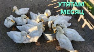 Как должны выглядеть месячные утята Домик в деревне