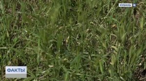 Каждый пятый житель России страдает от сезонной аллергии на пыльцу