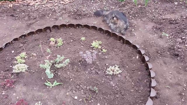 Получила на ВБ бордюр и поставила. Помощники рядом.