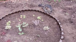 Получила на ВБ бордюр и поставила. Помощники рядом.