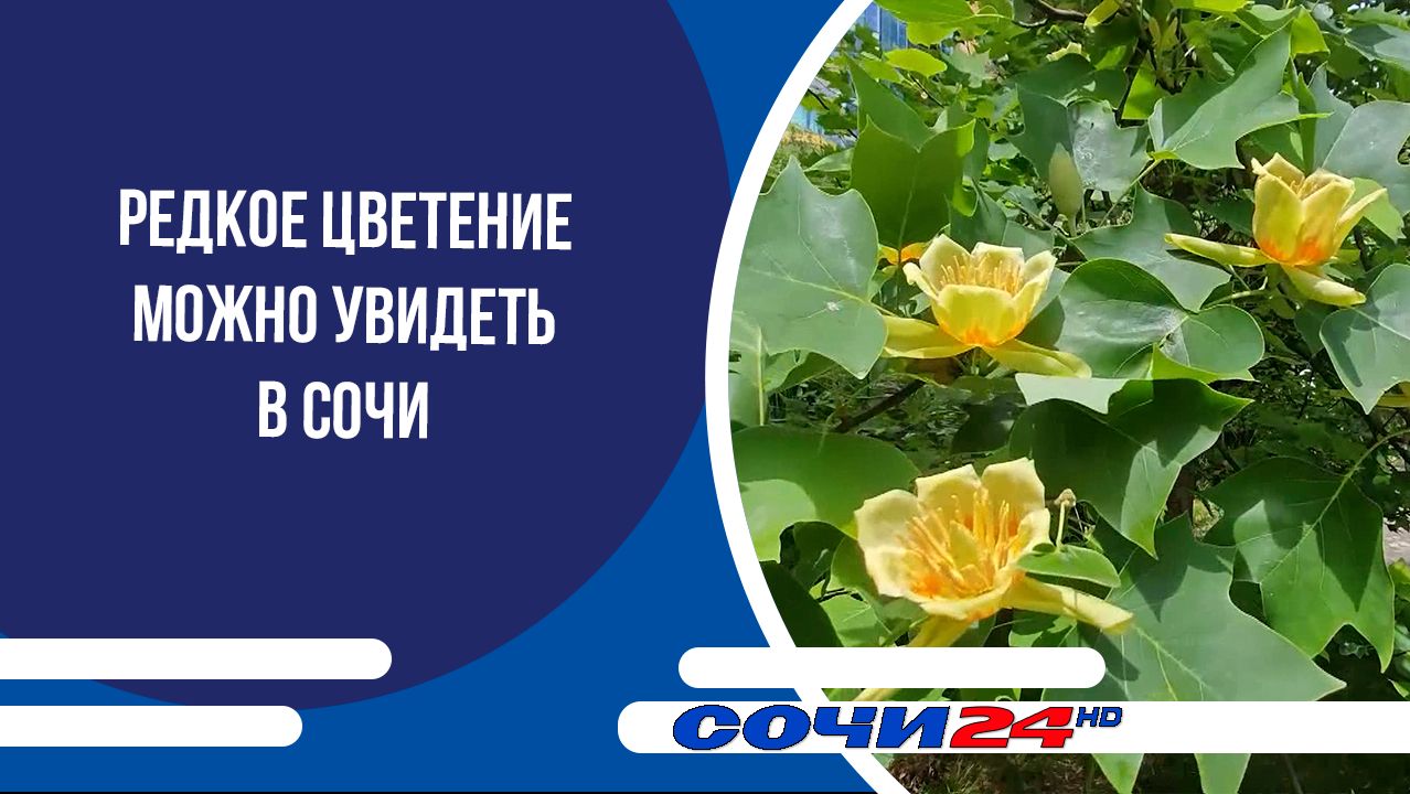 Редкое цветение можно увидеть в Сочи смотреть онлайн