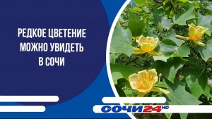 Редкое цветение можно увидеть в Сочи