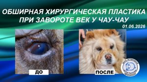 Обширная хирургическая пластика при завороте век у чау-чау