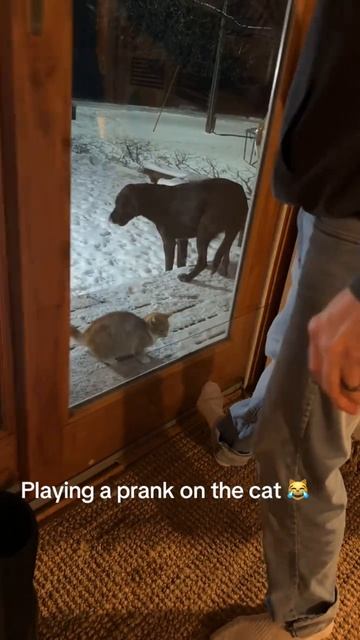 cats pranks смотреть онлайн