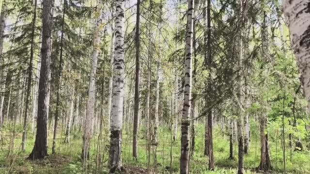 Долгожданное лето на Крайнем Севере 🌷🌻🌷