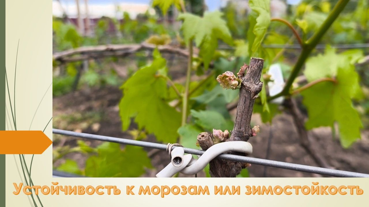 Действительно ли виноград выдерживает морозы, как указано авторами сортов?! смотреть онлайн