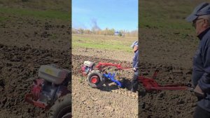 Замечательный мотоблок пашет. МТЗ Беларус 09Н.