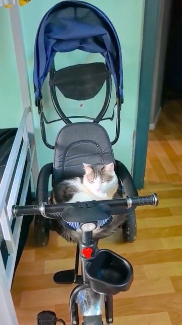Мой кот смотреть онлайн