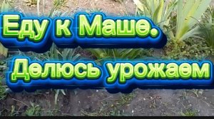 Еду к Маше..Делюсь урожаем кабачков. Был град.