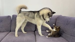 Бесстрашный котенок бросает вызов гигантскому хаски… Его реакция 🤷♀️😁😂🤣