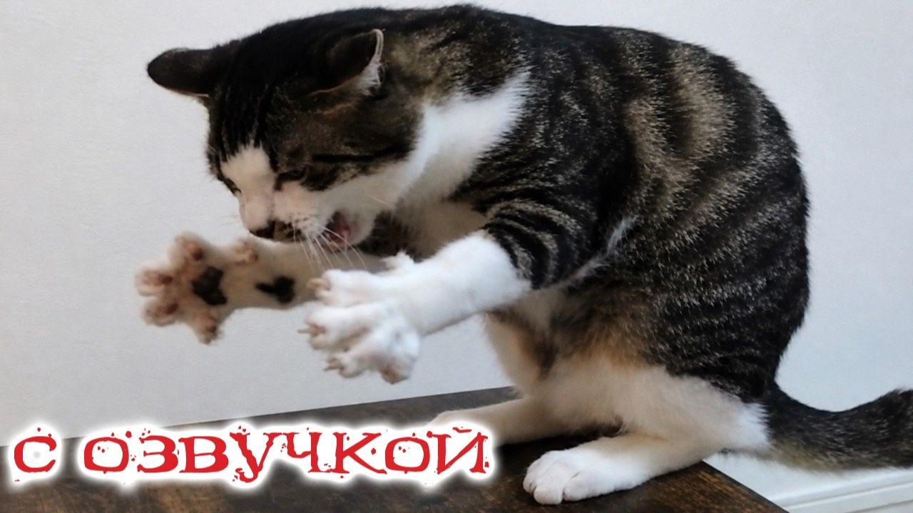 Приколы с котами С ОЗВУЧКОЙ Угарные Коты и Собаки - Самые Смешные Животные смотреть онлайн