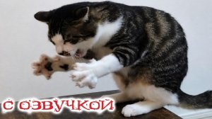 Приколы с котами С ОЗВУЧКОЙ Угарные Коты и Собаки - Самые Смешные Животные