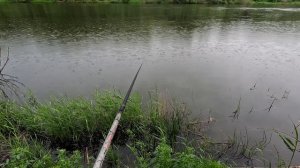 Голавли и сом в коряжниках 🌿🐟