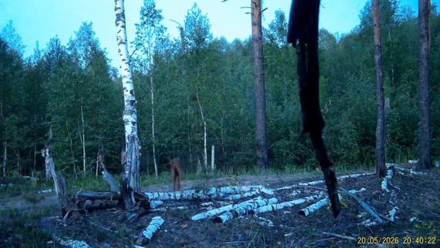 Прогулка лосихи с детенышем по территории Керженского заповедника попала в объектив фотоловушки