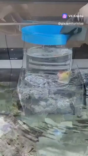 clip-234713856_456240010