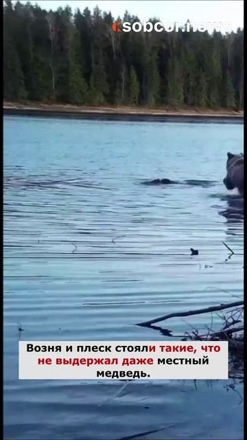 Медведь разнял бобриную драку в Ленобласти