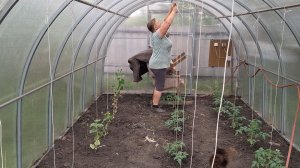 Навела порядок в теплице и подвязала 🍅 огурцы,рассадила капусту на огороде
