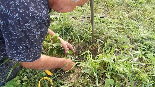 Одна из всех привитых почек перезимовала