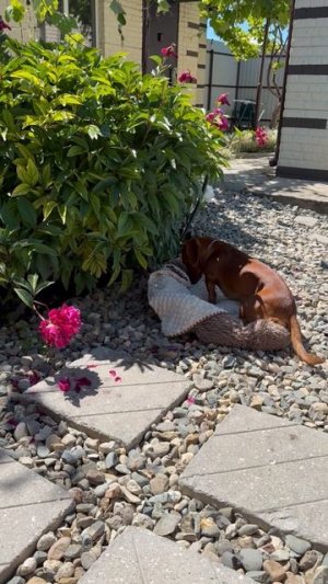 Веста и цветочек🐶🌹