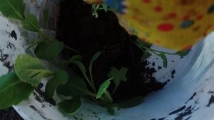 Какие дела  мы нашли на огороде 👨🌾,а вы такие оладики готовили?
