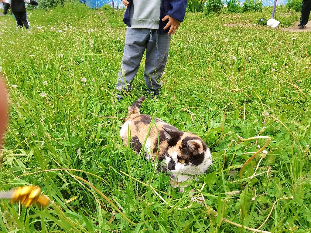 котость