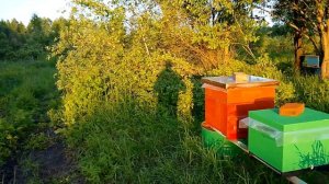 Приводим пасеку в норму .Пошёл взяток.