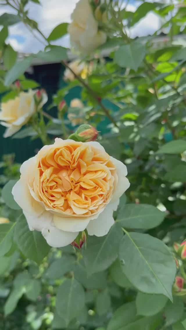 Тизинг Джорджия ✨1 июня✨ смотреть онлайн