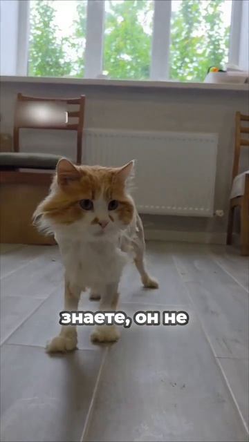 Кот Камыш_ история выживания и поиска любящего дома