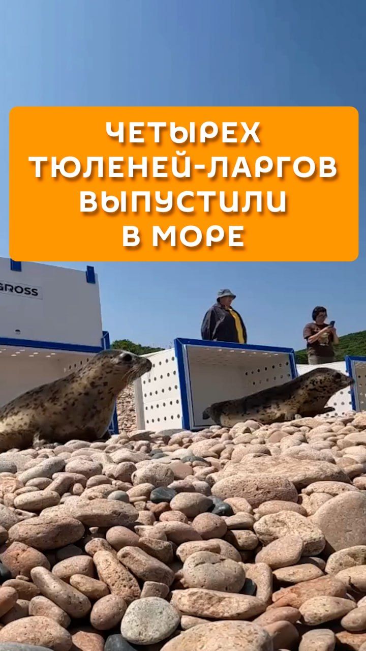 Четырех тюленей-ларгов выпустили в море