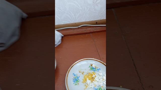 цыпленок смотреть онлайн