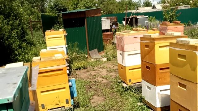 Пчелы РВУТ белую акацию после долгой непогоды. смотреть онлайн