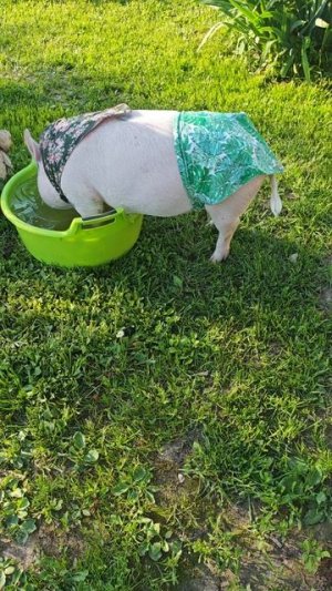 🐷❤️