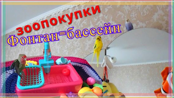 Новый бассейн с фонтаном для попугая! Обзор зоопокупок для волнистых попугаев. Покупки для попугая!