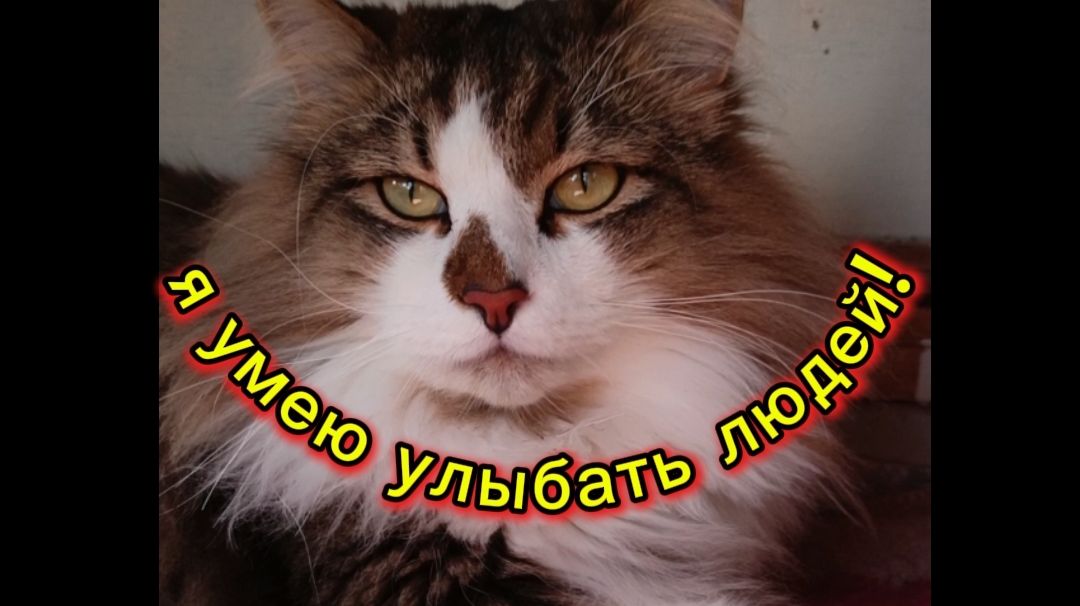 Кошки с озвучкой.